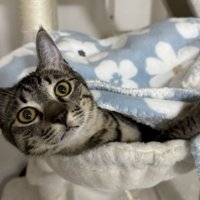 ハンモックでブランケットをかけてくつろぐ猫