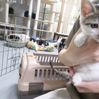 抱っこされる子猫