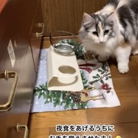 食器の前に立っている猫