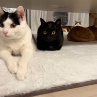 室内にいる猫たち