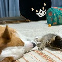 子猫と遊ぶ犬