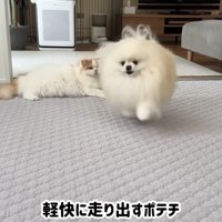 軽快に走り出す