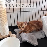 ケージの中にいる子猫