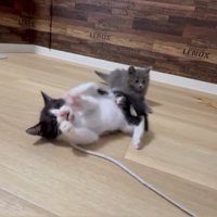 転ぶ子猫