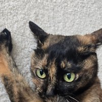 真剣な表情を浮かべる猫の顔