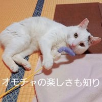 猫じゃらしで遊ぶ猫