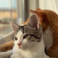 茶白の成猫と子猫