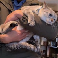 抱っこされておなかをもまれる猫1