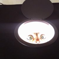 小型スタジオにいる猫