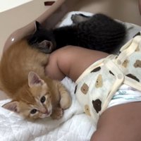 寝ている赤ちゃんに寄り添っている2匹の子猫