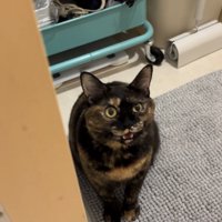 お風呂場の前でママに向かって鳴くサビ猫