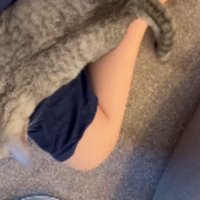 膝に乗る猫たち