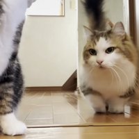 降りてきた秀吉