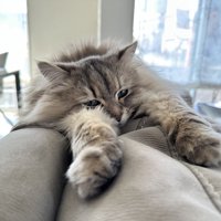 前足を伸ばしている猫