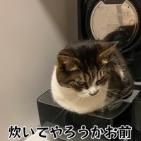 炊飯されそうになる猫
