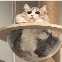 キャットタワーにいる猫