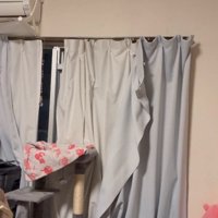 着地を決める猫