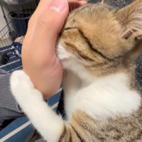 人の手に顔をつける猫