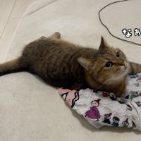 エコバッグの上で寝そべっている猫