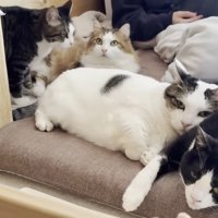 4匹の猫ちゃん