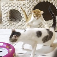 猫パンチをする子猫