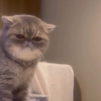 テーブルの上に上る猫