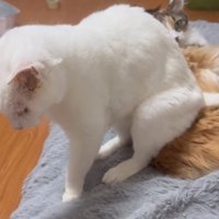 座る猫