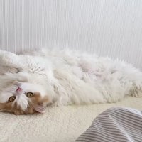 へそ天