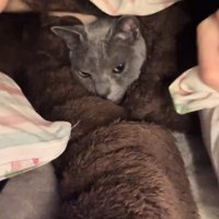 飼い主の服の中から顔を出している猫