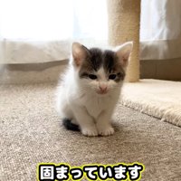 雷にびっくりする子猫