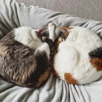 丸くなって寝る2匹の猫