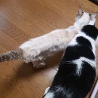 寄り添う2匹の猫