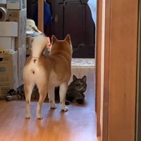 遠くを見据える姿
