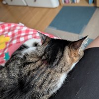 猫の後頭部