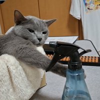 ボトルを見る猫の写真3