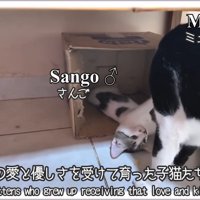 子猫をかまう猫