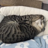 体を綺麗に折りたたんで眠る猫