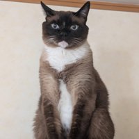座る猫