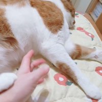 人の手を後ろ足で蹴る猫