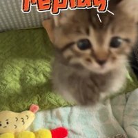 飼い主に向かってジャンプする子猫