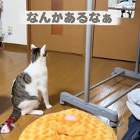 見つめる猫
