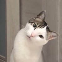 首を傾げる猫の顔