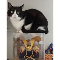 兜の上の猫