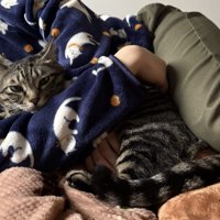 寝ている飼い主に抱かれる猫