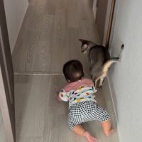 猫とハイハイする赤ちゃん