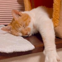 ペットハウスの中で眠る猫