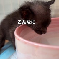 水を飲もうとする黒い子猫