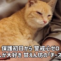 人のひざの上に乗る子猫