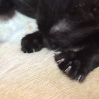 柴犬と寝る黒猫の子猫