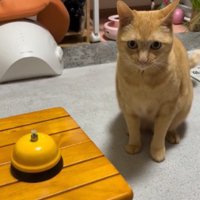 座っている猫